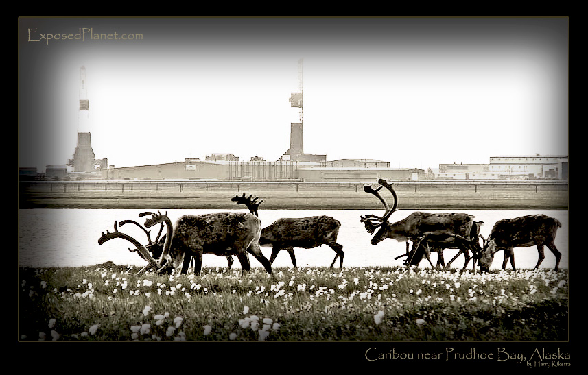 Caribou near Prudhoe Bay, Alaska