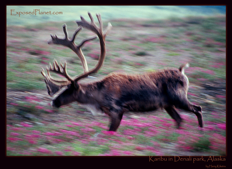 Running Karibu in Denali park, Alaska