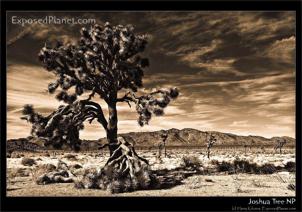 Joshua Tree National Park