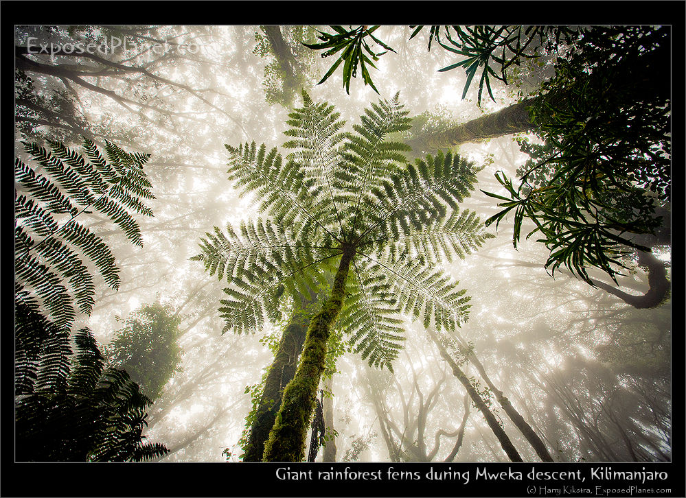 Giant ferns in Mweka rainforest on Kilimanjaro, Tanzania