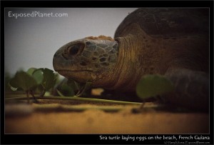 Close up of sea turtle laying eggs on the beach in French Guiana, by harry Kikstra, on ExposedPlanet.com Close up of sea turtle laying eggs on the beach in French Guiana, by harry Kikstra, on ExposedPlanet.com