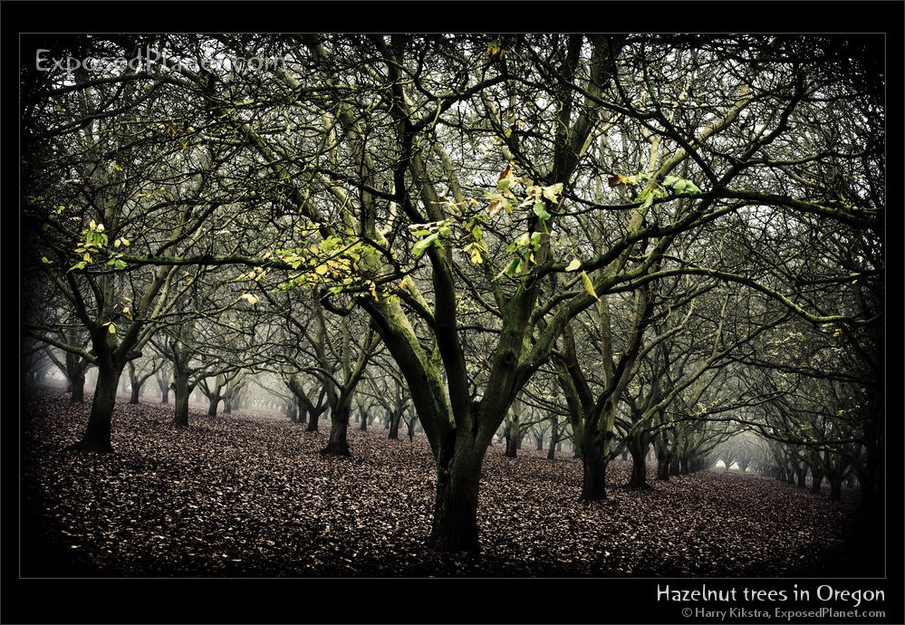 Hazelnut trees in fall in Oregon