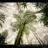 Giant ferns in Mweka rainforest on Kilimanjaro, Tanzania