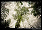 Giant ferns in Mweka rainforest on Kilimanjaro, Tanzania