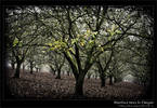 Hazelnut trees in fall in Oregon