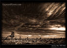 Joshua Tree national Park in Black and White (2)