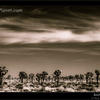 Photo of Joshua Tree National Park in Black and White (3) on ExposedPlanet.com