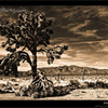 Joshua Tree National Park