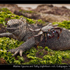 Happy 2011 part 2: Amigos from the Galapagos: Can we just be friends?