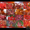 Fall colours in Seattle