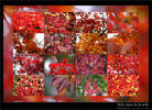 Fall colours in Seattle