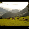 Alpine meadow