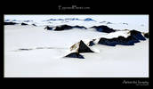 Antarctic Beauty