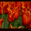 Orange Tulips in the Netherlands