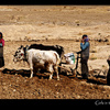 Hardworking Girls in the field, Tibet