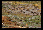 Patagonia: Happy feet, pinguin hole in one