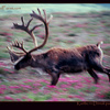 Running Karibu in Denali park, Alaska