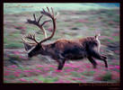 Running Karibu in Denali park, Alaska