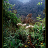 Rwenzori forest in Uganda