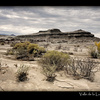 Bushes in Valle de la Luna, Argentina